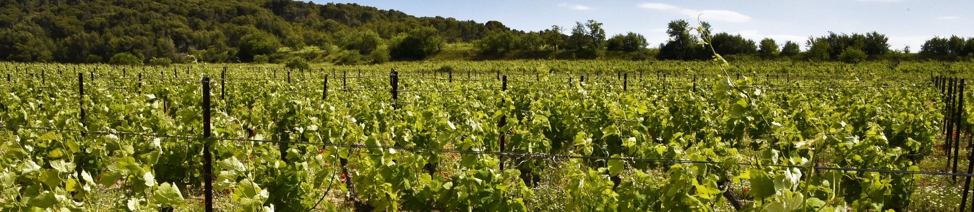 Au coeur du Narbonnais, vos terrains à bâtir libre de constructeurs commercialisé par CDR